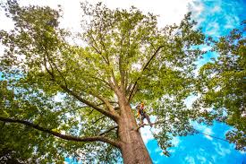 Trusted Irvine, CA Tree Removal Experts