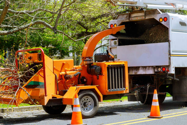 Best Tree Disease Treatment  in Irvine, CA